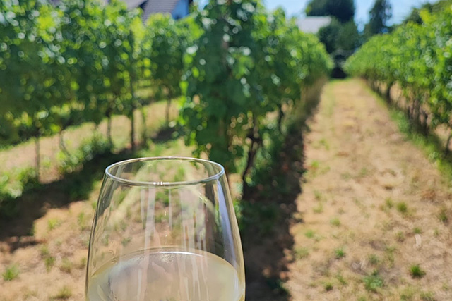 Weinreben Nonnenhorn